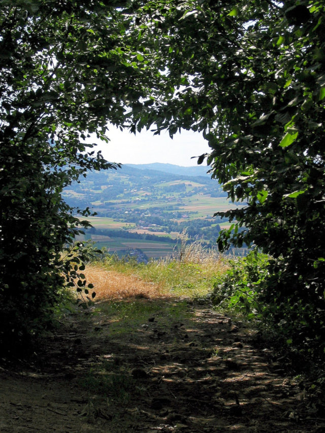 Ścieżka leśna w Beskidach